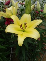 [5570 PO73 Bellville No02.JPG]